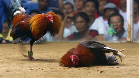 isabong ph